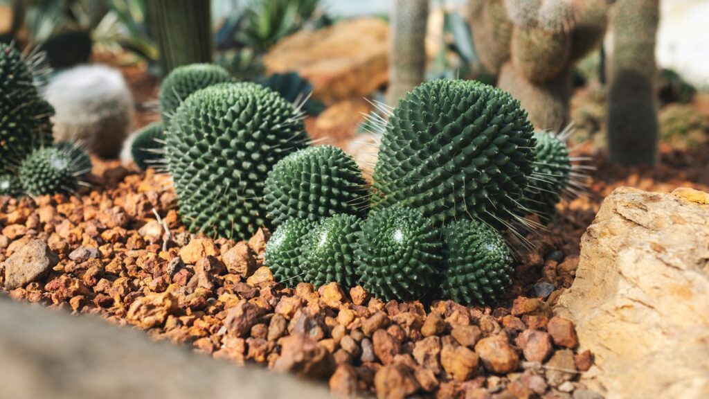 Cactus in botanic garden